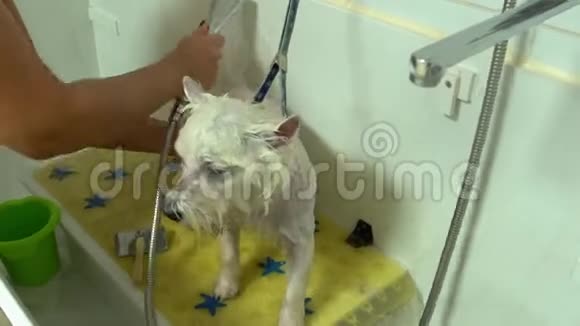 用淋浴头水冲洗可爱的狗宠物美容院手持射击视频的预览图