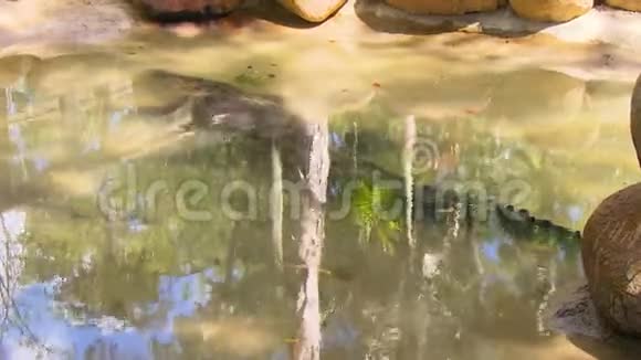 淡水鳄鱼浮出水面视频的预览图
