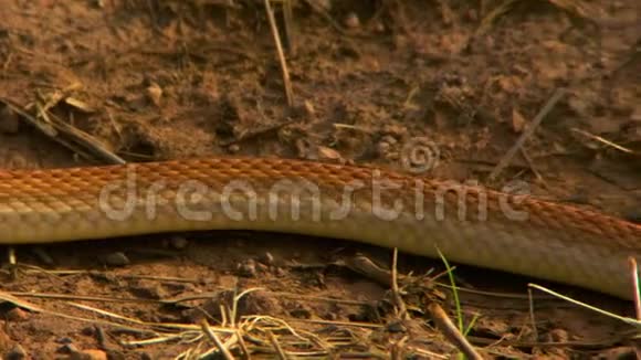 东褐蛇体在泥地滑行视频的预览图
