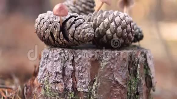 松果蘑菇锡尼锡生长在森林中视频的预览图