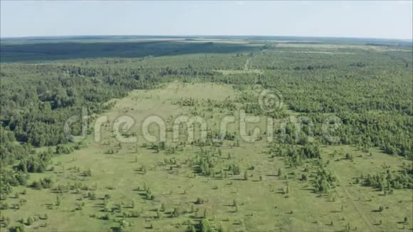 七月的森林一条长满草的森林道路田野里长满了森林从空中射击视频的预览图