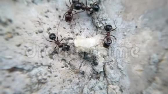 动物宏观荒野镜头许多蚂蚁吃面包和昆虫视频的预览图