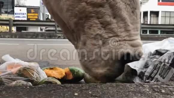牛在路上从垃圾袋里吃芒果特写镜头视频的预览图