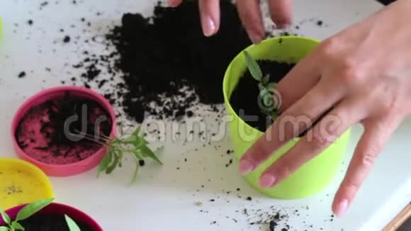 一个女人在锅里纠正幼苗给它们添上泥土大锅中移植辣椒苗视频的预览图