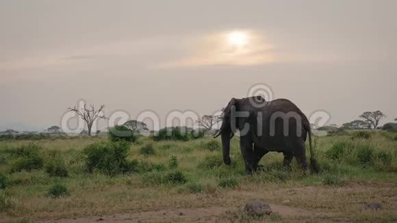 非洲大象在萨凡纳的阿卡西亚和灌木的背景下离去视频的预览图