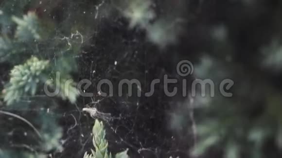 在一片模糊的背景下户外花园中的植物茎之间伸展着蛛网视频的预览图