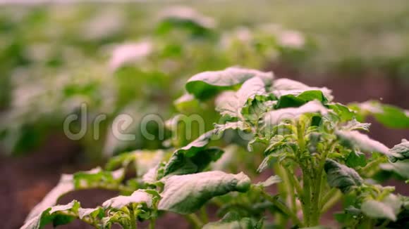 特写镜头马铃薯种植园一排排嫩绿的土豆芽一丛丛的马铃薯正生长在农田里视频的预览图