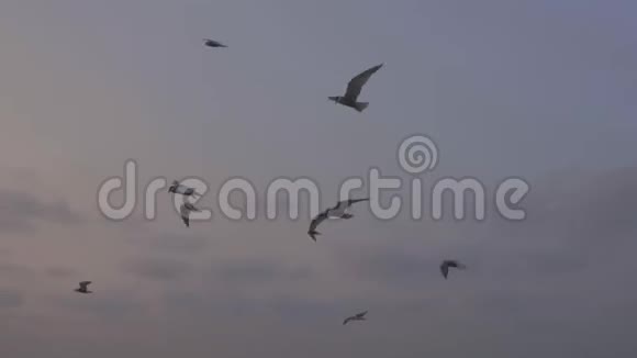 海鸥在喀拉海上飞行视频的预览图