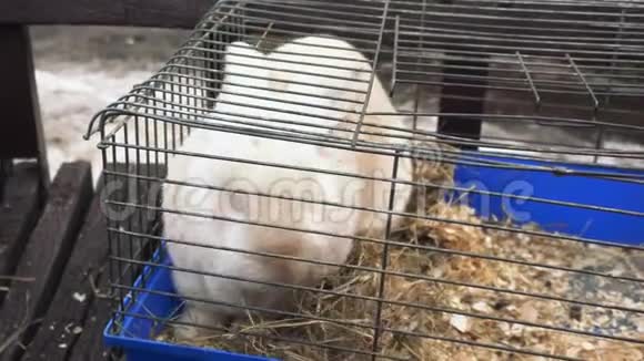 特写一只白兔坐在铁笼子里吃干草一只奶油小兔子位于一个金属笼子里吃干草视频的预览图