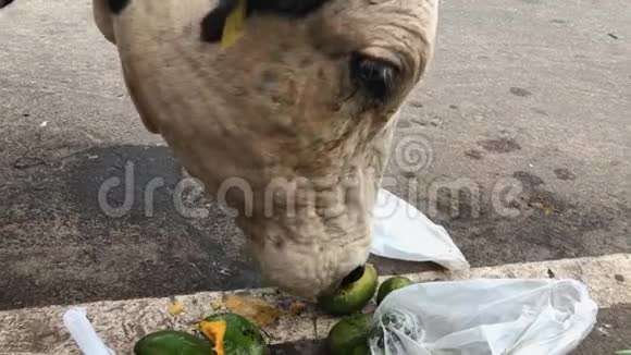 牛在路上从垃圾袋里吃芒果视频的预览图