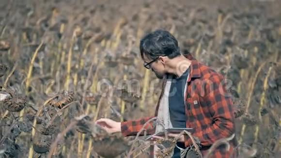 男性农民检查向日葵植物一个农民看着一棵植物站在干燥的田野上视频的预览图