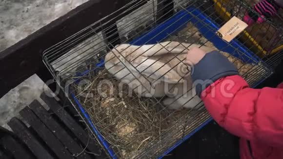 在城市集市上一个孩子把佛兰德巨兔养在一个笼子里视频的预览图