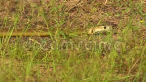 东褐蛇在草地上移动视频的预览图