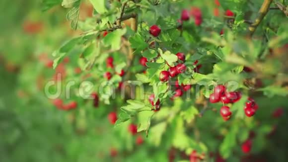 绿树上的小红果视频的预览图