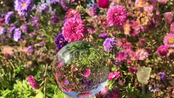 女性手握神奇水晶球在美丽的自然景观紫星花田秋游视频的预览图
