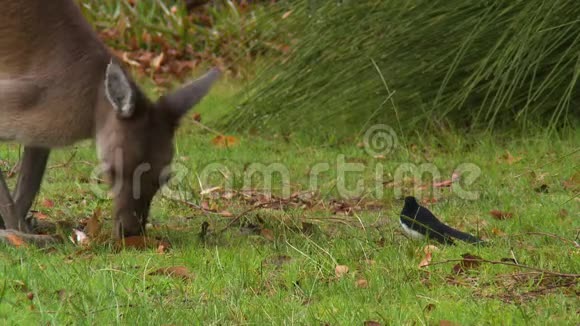 鸟看袋鼠吃草视频的预览图