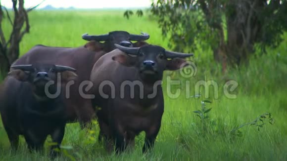 一头水牛盯着摄像机视频的预览图
