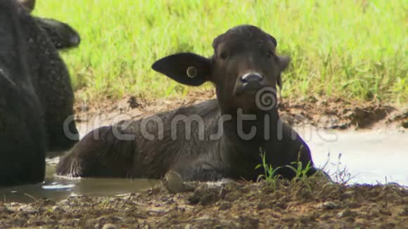 小水牛坐在泥坑里视频的预览图