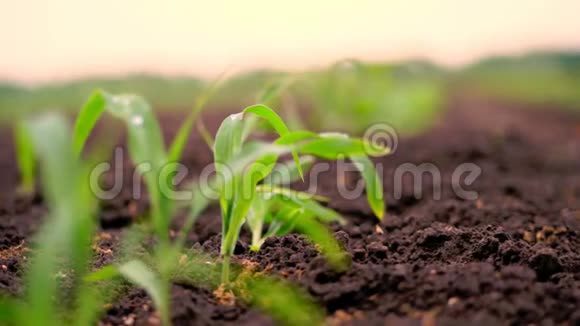 特写一株生机勃勃的绿色幼嫩玉米植株幼苗上深褐色肥沃湿润的土壤玉米地温暖的春日视频的预览图