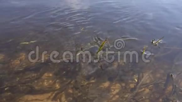 春江绿草如茵水流湍急水下世界与生态背景视频的预览图