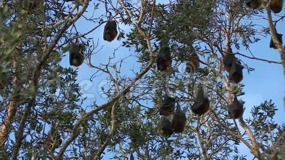 水果蝙蝠想倒着舒服视频的预览图