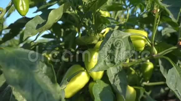 生长在树枝上的青椒新鲜有机蔬菜视频的预览图