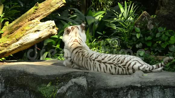 白虎在动物园里休息视频的预览图
