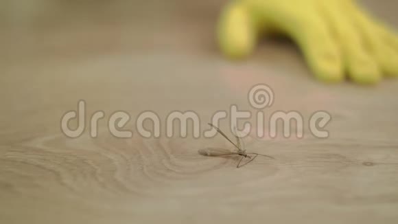 在打扫他舒适的客厅时近距离拍摄的人类发现了一只巨大的蚊子视频的预览图
