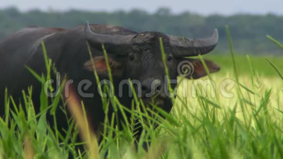 水牛在高大的草丛中咀嚼着视频的预览图