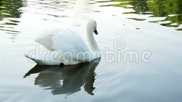日落时分美丽孤独的黑天鹅在湖中游泳野生动物的概念视频的预览图