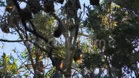 果蝠挂在摇曳的树上视频的预览图