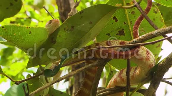 棕色的树蛇缠绕在树枝上视频的预览图