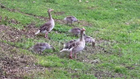 大雁一家人在湿地上散步视频的预览图