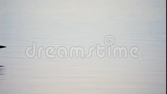 普通的狮子加维亚伊默尔米内塔州的鸟在平静的湖面上游泳视频的预览图