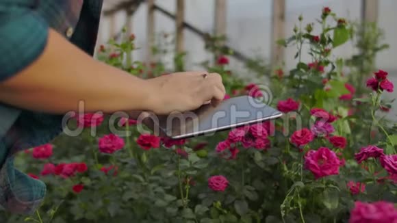 花店老板带着平板电脑穿过温室检查生长的玫瑰视频的预览图
