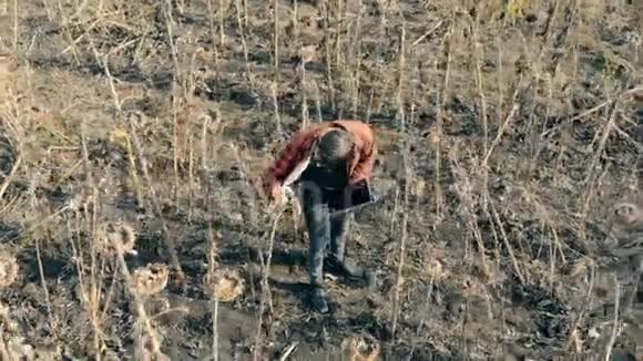 人类从干燥的向日葵中尝试种子一个人站在农田上吃种子视频的预览图