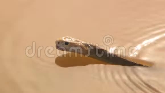 东方棕色的蛇在水里游泳视频的预览图