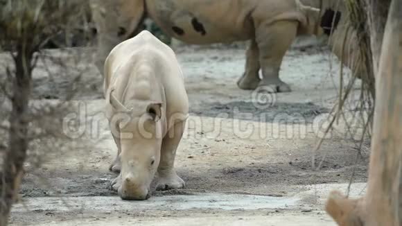 小犀牛站在动物园里视频的预览图