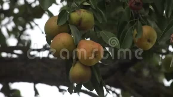 梨的种植和收获视频的预览图