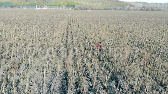 一排排干燥的向日葵俯视一个人检查农田上的死植物视频的预览图