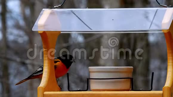 美丽的雄性巴尔的摩黄鹂吃葡萄冻视频的预览图