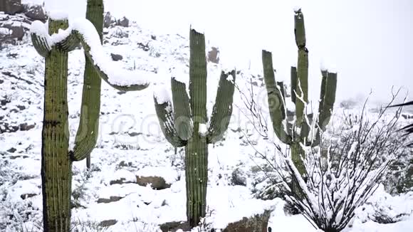 雪覆盖沙漠萨加罗仙人掌视频的预览图