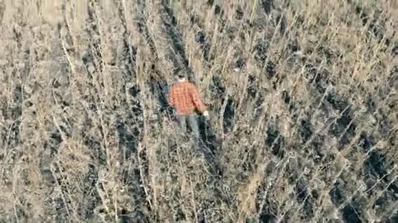 一大片庄稼枯死的田野俯视着一个人走在田野上手里拿着干燥的向日葵看着它们视频的预览图
