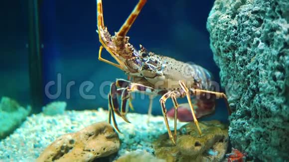 水族馆鱼缸里的蓝尾巨型龙虾视频的预览图