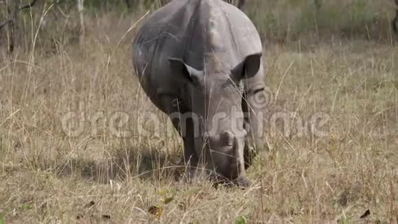 非洲白犀牛在野生动物大草原的灌木丛中吃草的肖像视频的预览图