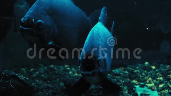 特写镜头黑色水族馆玻璃后面的大圆形鱼类视频的预览图