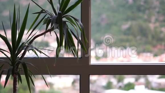 一棵绿色的盆栽植物站在窗边一片模糊的风景缓慢的运动着视频的预览图