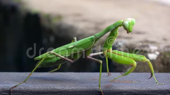 4K绿色螳螂昆虫正在移动背景中的岩石视频的预览图