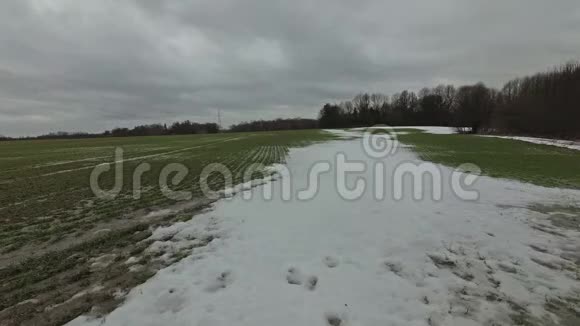 冬雪后有绿色麦芽的麦田时间流逝视频的预览图