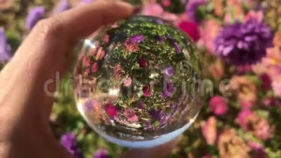 女性手握神奇水晶球在美丽的自然景观紫星花田秋游视频的预览图